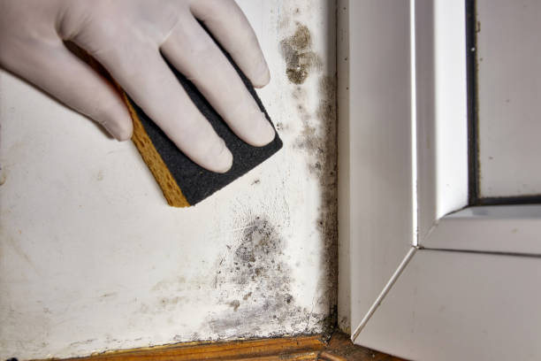 Best Indoor Air Quality Assessment  in Venersborg, WA