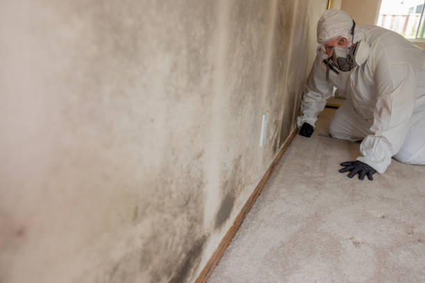 Best Mold Damage Restoration  in Venersborg, WA